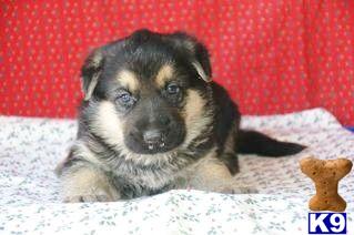 Puppies in PA